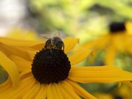 Bienenfliege auf Echinacea-Pflanzenblume aus nächster Nähe foto