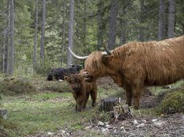 Highlander Schottland haarige Kuh Mutter und neugeborenes Kalb foto