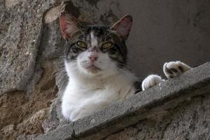 Katze am Fenster entspannt sich in Rom und sieht dich an foto