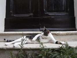 Katze an der Tür entspannt sich in Rom und sieht dich an foto