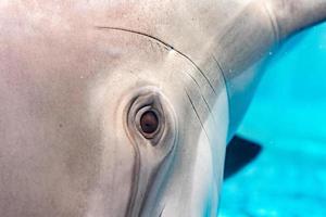 Delphin lächelndes Auge Nahaufnahme Porträt Detail foto