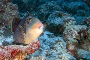 Titan-Drückerfische auf den Malediven foto