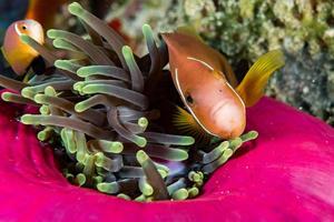 Clownfische in roten Anemonen in Indonesien foto