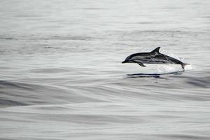 junges neugeborenes baby gestreifter delphin springt bei sonnenuntergang foto