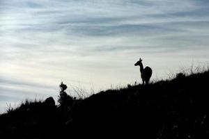 Guanaco-Porträt in Argentinien Patagonien foto