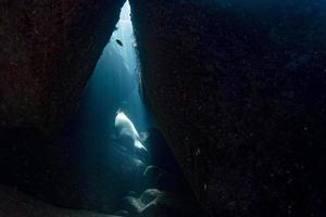 Seelöwenrobbe unter Wasser beim Tauchen im Meer von Cortez foto