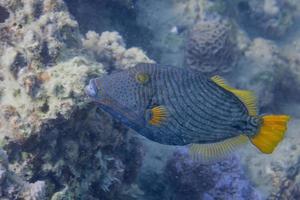 auslösen Fisch im rot Meer foto