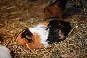 süßes rotes und weißes meerschweinchen auf der heunahaufnahme. kleines Haustier in seinem Haus. foto