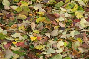 Kaki Blatt auf das Boden im Herbst foto