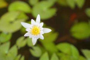Lotusblume im Teich foto
