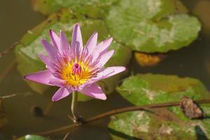 Lotusblume im Teich foto