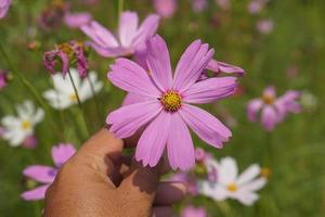 bunt Kosmos Blumen blühen im das schön Sonnenlicht. foto