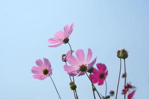 schön Kosmos Blumen Blühen im das Sonne Blau Himmel Hintergrund foto