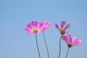 schön Kosmos Blumen Blühen im das Sonne Blau Himmel Hintergrund foto