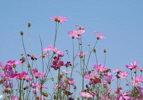 schön Kosmos Blumen Blühen im das Sonne Blau Himmel Hintergrund foto