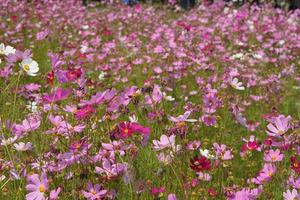 bunt Kosmos Blumen blühen im das schön Sonnenlicht. foto