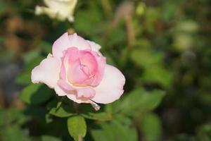 schön Rose Blühen im das Sonne foto
