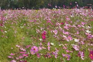 bunt Kosmos Blumen blühen im das schön Sonnenlicht. foto