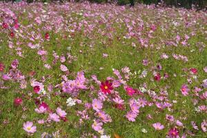 bunt Kosmos Blumen blühen im das schön Sonnenlicht. foto