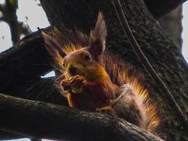 Eichhörnchen auf ein Baum isst ein Nuss foto