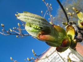 Frühling Kastanie Knospe schließen oben foto