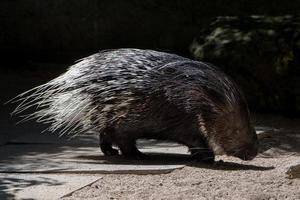 Stachelschwein Nahaufnahme Porträt kommt foto