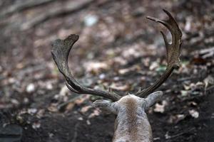 Damwild in der Liebessaison foto