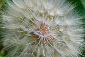 schöner wild wachsender Blumensamen-Löwenzahn auf der Hintergrundwiese foto