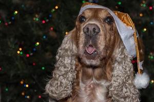 weihnachtsmann gekleideter hund cocker spaniel foto