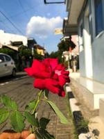 Nahansicht von ein Rosa Rose. selektiv Fokus foto