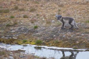 ein isoliert Arktis Fuchs im Sommer- im Spitzbergen foto