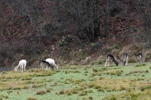 weißes Hirsch-Ultra-seltenes Porträt foto