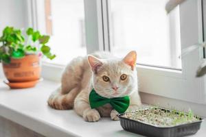 ein schön Pfirsich Katze mit ein Grün Schmetterling Bogen um seine Hals Lügen auf das Fenster in der Nähe von das gekeimt Gras zum Tiere. Frühling Urlaub st. Patrick's Tag und Haustiere foto