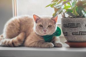 ein schön Pfirsich Katze mit ein Grün Schmetterling auf seine Hals Lügen auf das Fenster in der Nähe von das Topf mit ein Blume. Frühling Urlaub st. Patrick's Tag und Haustiere foto