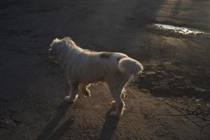 Hund mit weißem Fell. Haustier auf der Straße. Spaziergang mit Terrier. foto