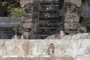 macque affe affe im induistischen tempel von bali foto