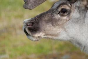 Rentier schließen oben Porträt im Spitzbergen Insel foto