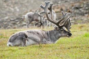 Rentier ruhen im Spitzbergen Insel foto