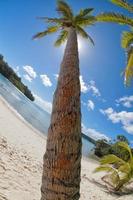 tropisches paradies polynesischer lagunenstrand foto