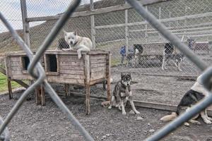 spitzbergen schlittenhundefarm foto