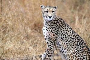 Gepard im Krüger Park in Südafrika verwundet foto
