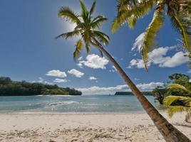 ein polynesisch Paradies Weiß Sand Strand mit Kokosnuss Baum und Fischer Boot foto