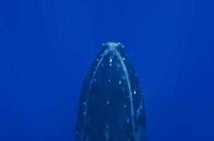 Buckelwale unter Wasser, die im blauen polynesischen Meer untergehen foto