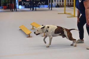 Genua, Italien - - kann 21 2016 - - jährlich Öffentlichkeit International Hund Show foto