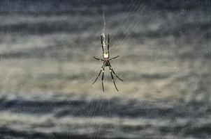 eine riesige Spinne über tropischem Paradiesstrandhintergrund foto
