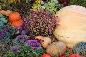 Nahaufnahme von frischen Pflanzenblättern dekorativer Purpurkohl Brassica Oleracea und Kürbisse. Konzept für gesunde Ernährung aus Bio-Gemüse. Herbsternte. veganes Essen. Gartenbau, Anbau und Bio-Landwirtschaft foto