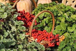 Bunter Bio-Kürbis und rote Eberesche im Rattankorb auf der Landwirtschaftsmesse. Ernten des Herbstzeitkonzepts. Garten Herbst natürliche Pflanze. Thanksgiving-Halloween-Dekor. festlicher bauernhof ländlicher hintergrund. foto