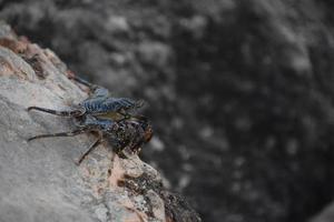 Sanft geschält Krabbe spähen Über das Kante von ein Felsen foto