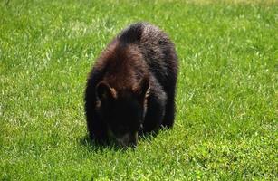 schön schwarz Bär Jungtier im ein Gras Feld foto
