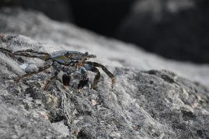 Sanft geschält Krabbe auf ein verwittert Felsen foto